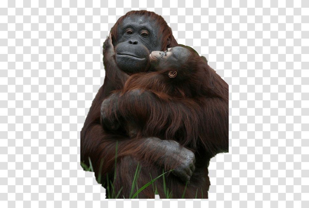 Monkey Holding Baby Monkey, Wildlife, Animal, Mammal, Orangutan Transparent Png