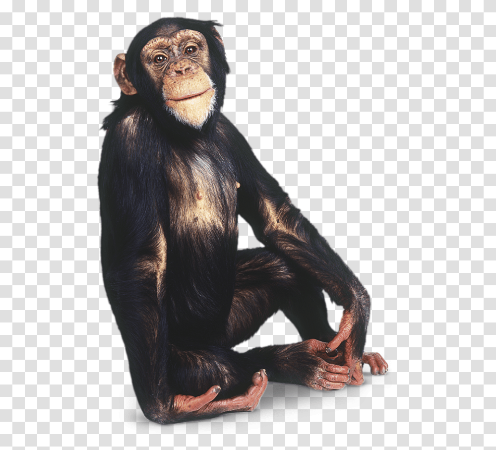 Monkey Image Chimpanzee Background, Ape, Wildlife, Mammal, Animal Transparent Png