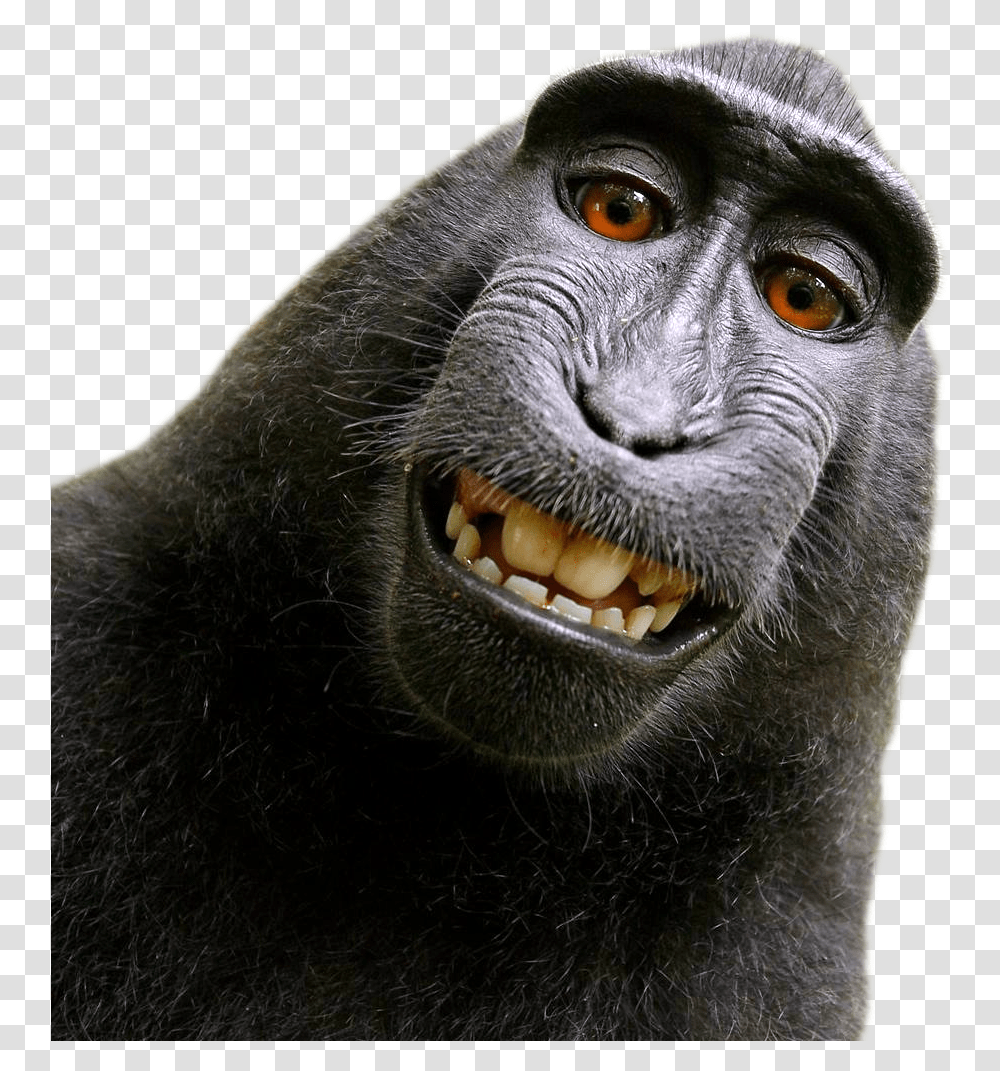 Monkey Image David Slater Monkey, Ape, Wildlife, Mammal, Animal Transparent Png