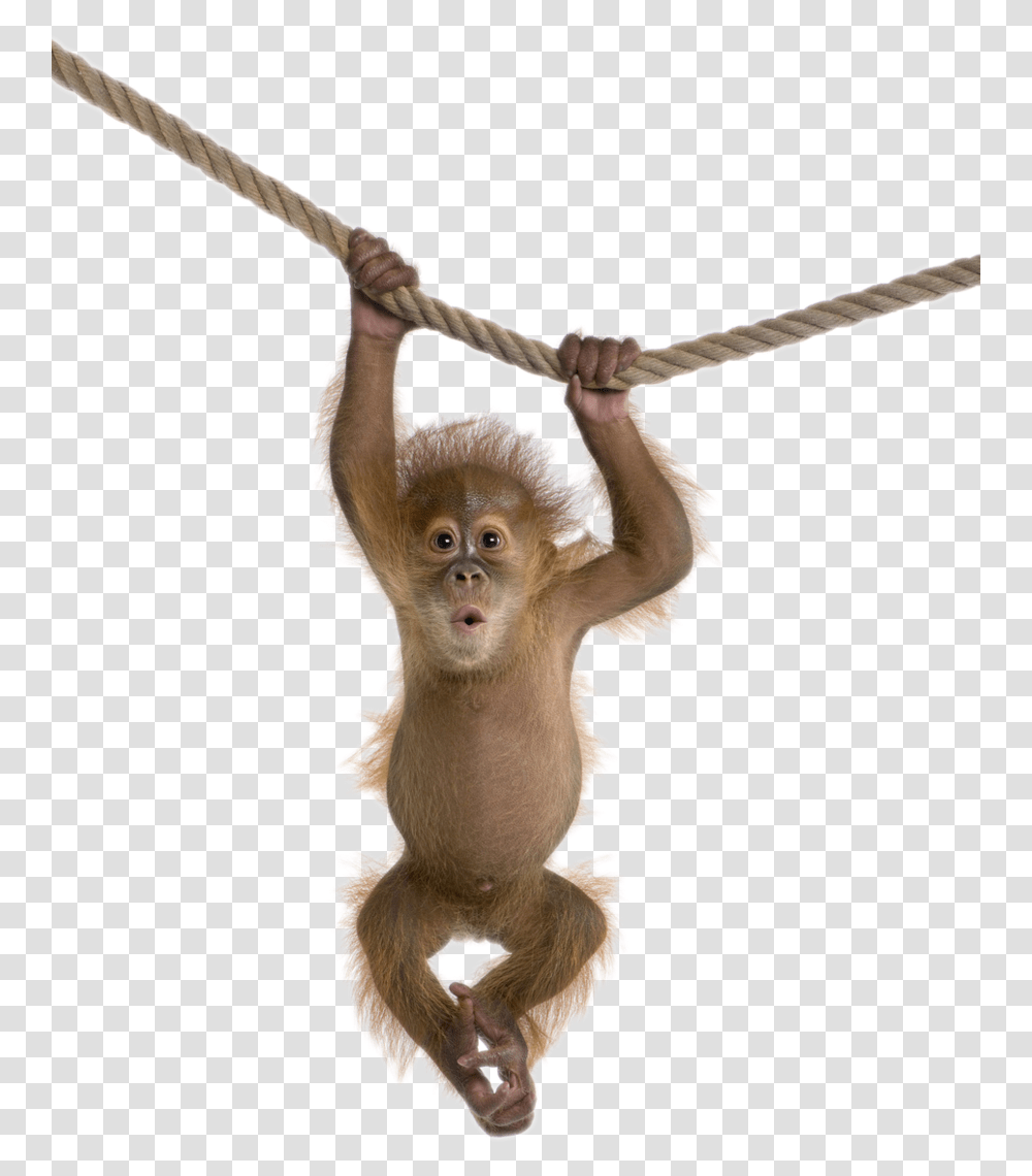 Monkey Images Monkey, Wildlife, Animal, Mammal, Baboon Transparent Png
