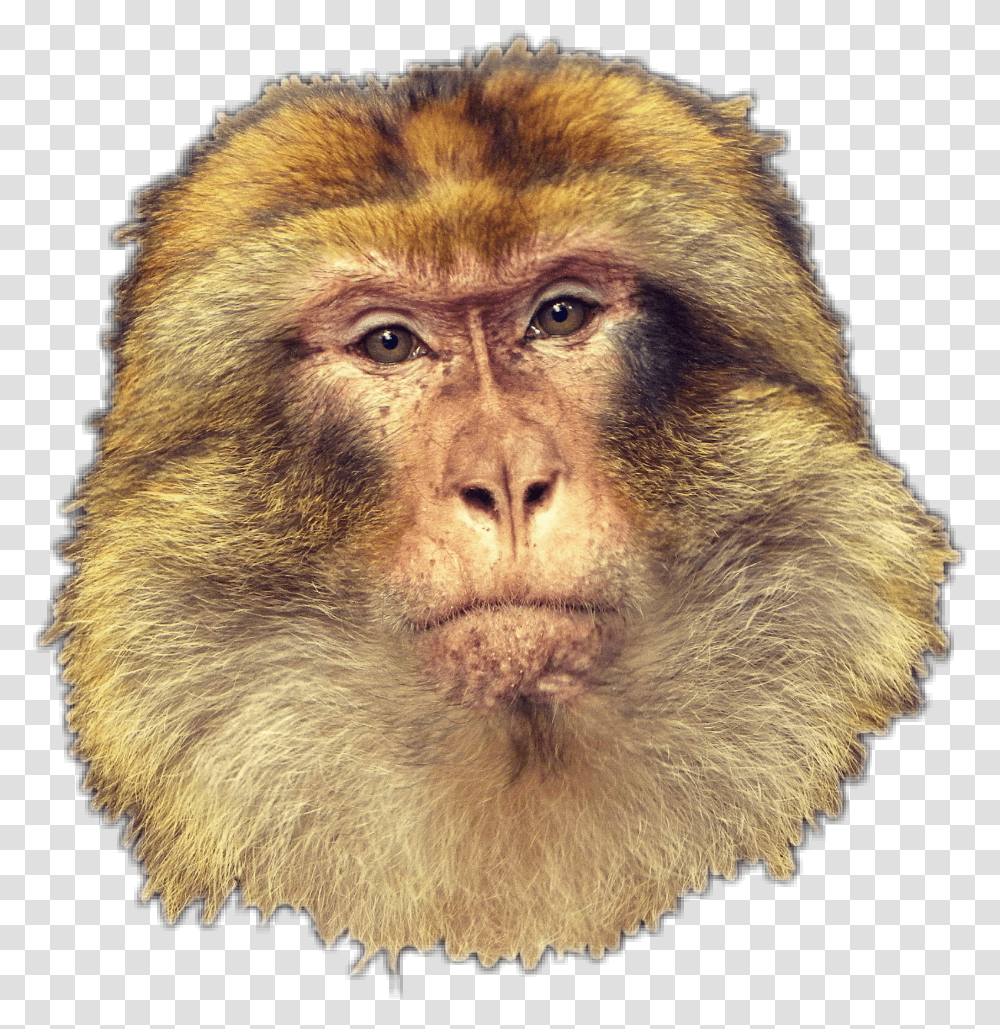 Monkey Macaco New World Monkey, Wildlife, Mammal, Animal Transparent Png