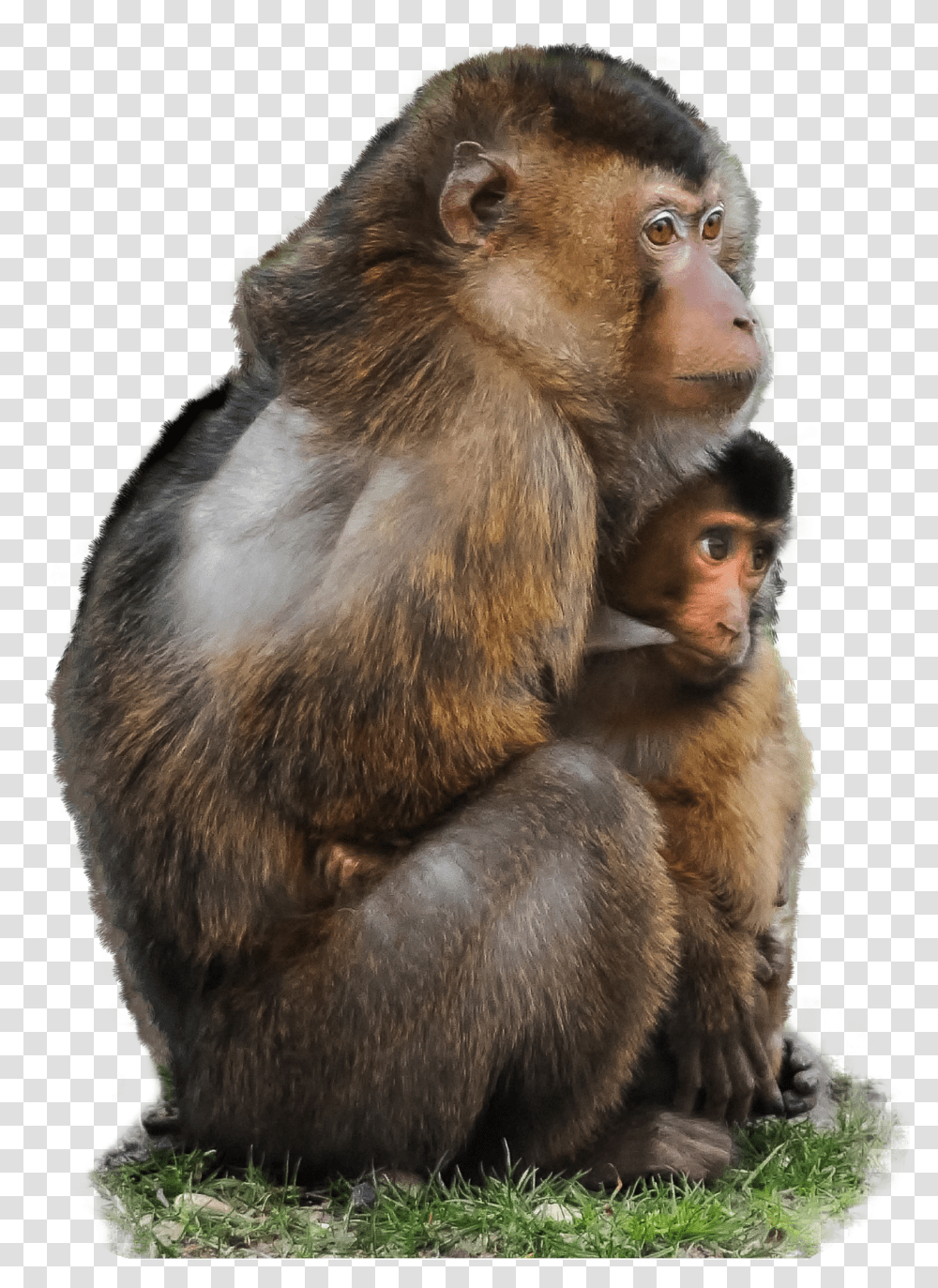 Monkey Monkey And Baby Quotes Transparent Png