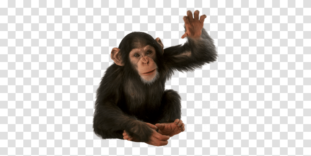 Monkey Monkey, Ape, Wildlife, Mammal, Animal Transparent Png