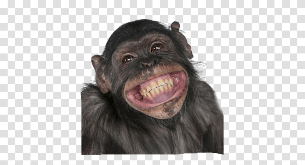 Monkey Monkey Smiling, Ape, Wildlife, Mammal, Animal Transparent Png