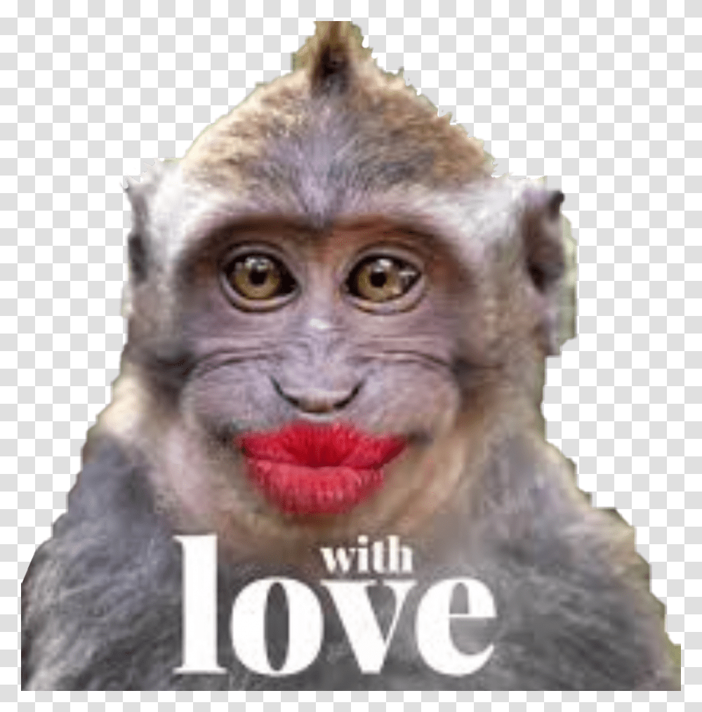 Monkey Monkeys Kiss Love Funny Funnymonkey Funnymonkeyface Funny Monkey Kiss, Animal, Mammal, Baboon, Wildlife Transparent Png
