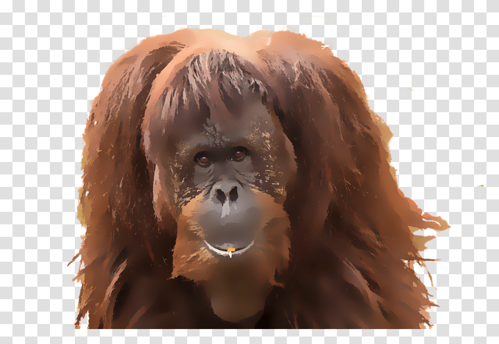 Monkey Orangutan Watercolor Animal Primate Mammal, Wildlife, Ape Transparent Png
