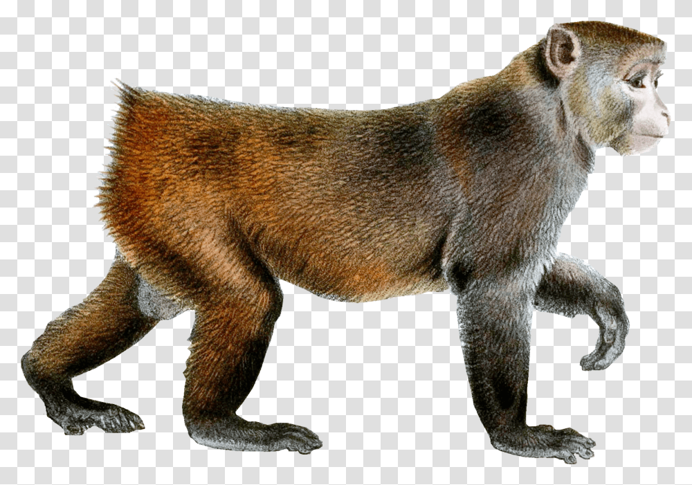 Monkey Picture Monyet Transparent Png
