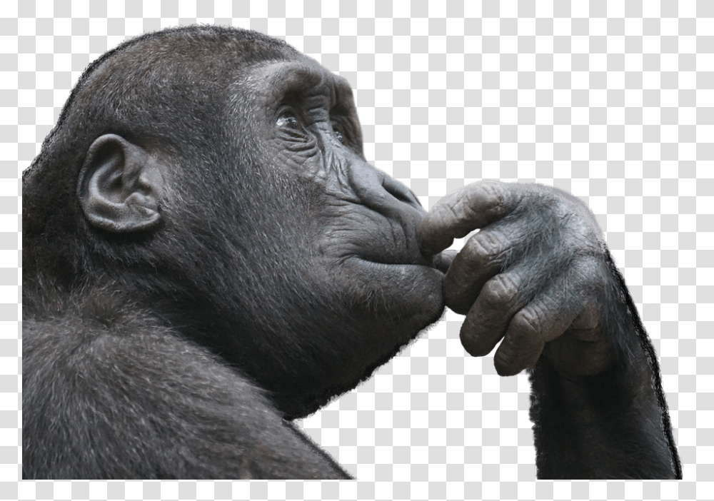 Monkey Picture Thinking Monkey, Mammal, Animal, Wildlife, Ape Transparent Png