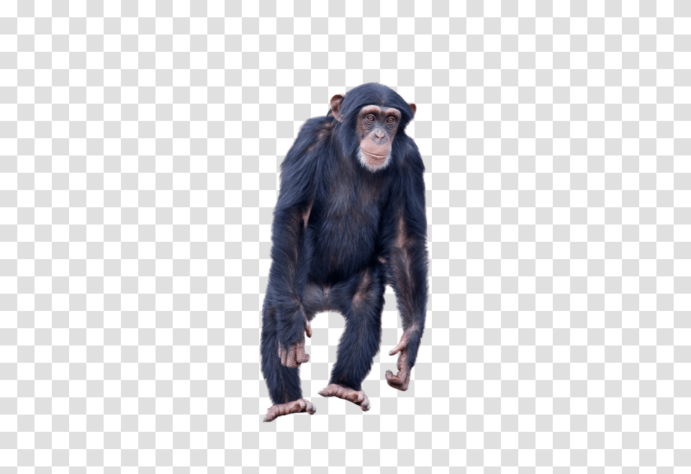 Monkey Standing Image Monkey Standing, Ape, Wildlife, Mammal, Animal Transparent Png
