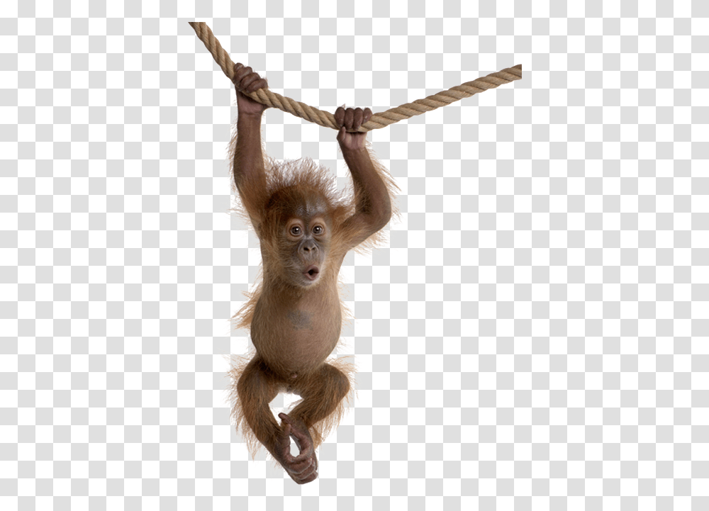Monkey Swing Animals Baby Orangutan 926748 Baby Monkey Swinging, Wildlife, Mammal, Baboon Transparent Png