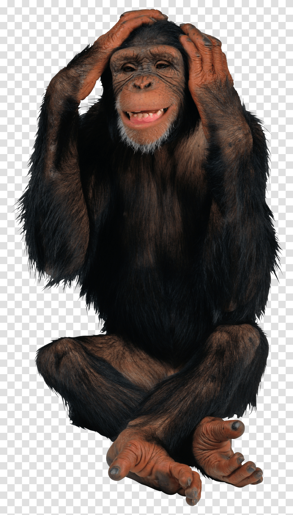 Monkey Transparent Png