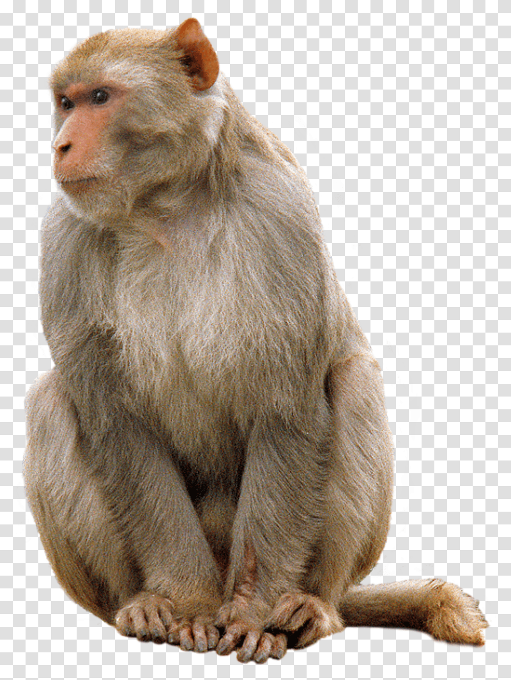 Monkey, Wildlife, Mammal, Animal, Baboon Transparent Png