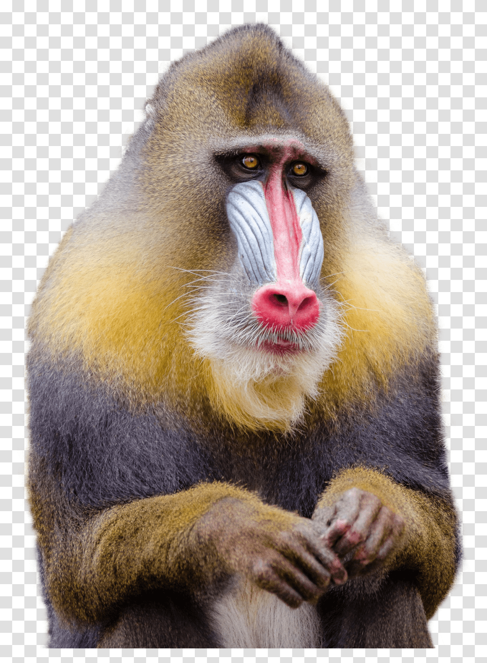 Monkey, Wildlife, Mammal, Animal, Baboon Transparent Png