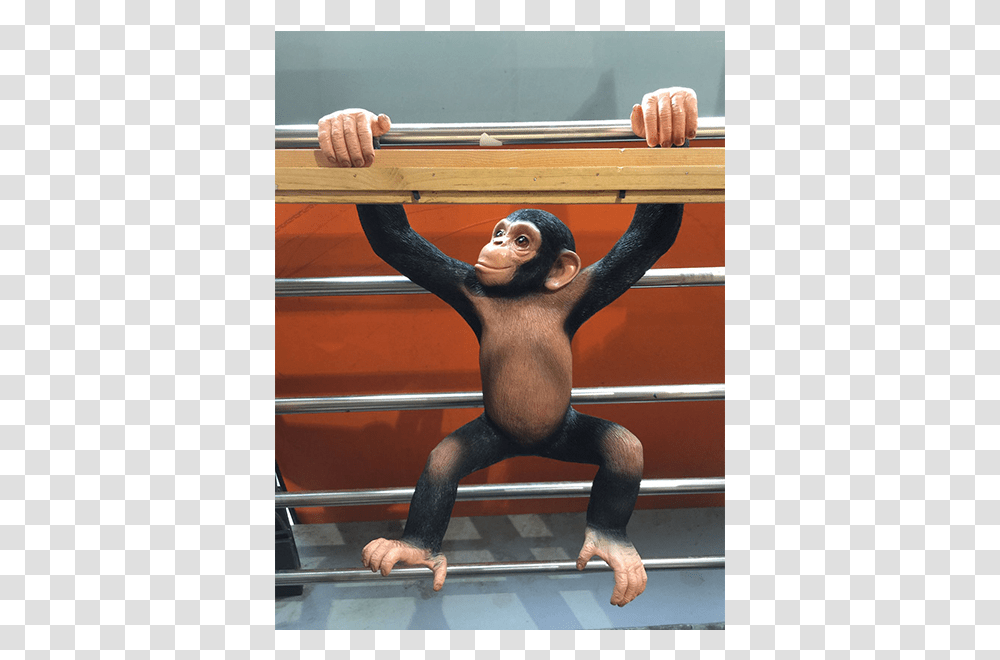 Monkeyhang Common Chimpanzee, Mammal, Animal, Person, Human Transparent Png