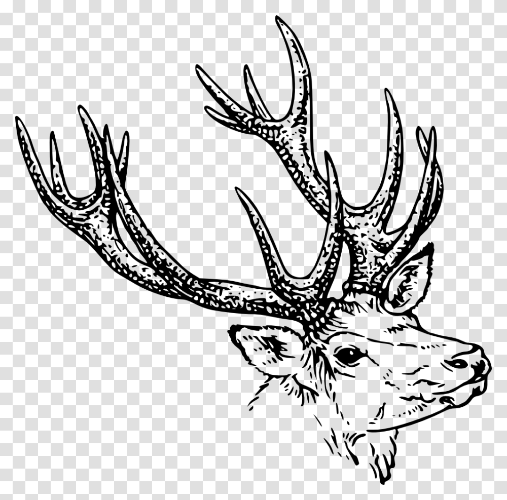 Monochrome Photographydeerhorn Horns Black And White Clipart, Antler, Antelope, Wildlife, Mammal Transparent Png