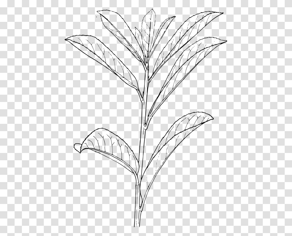 Monochrome Photographygrass Familymonochrome Outline Of A Plant, Gray, World Of Warcraft Transparent Png