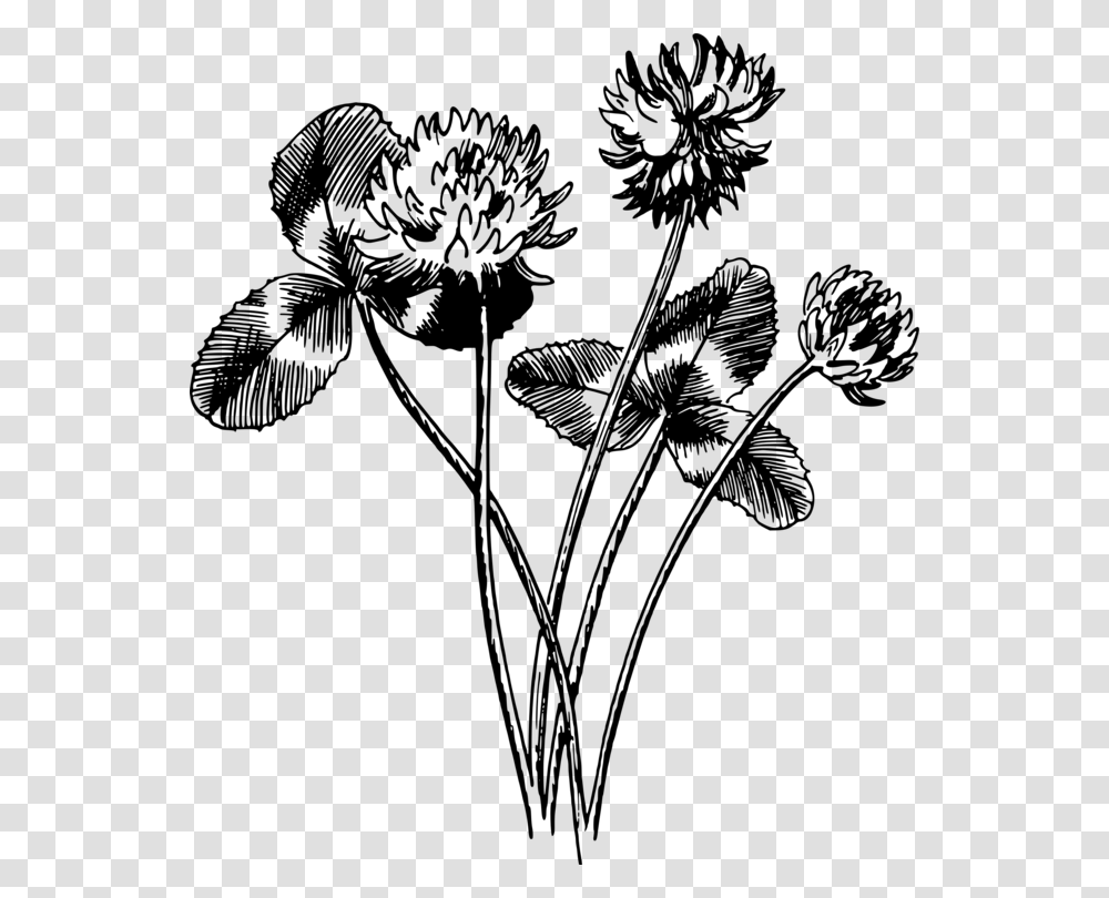 Monochrome Photographypetalseed Plant White Clover Drawing, Gray, World Of Warcraft Transparent Png