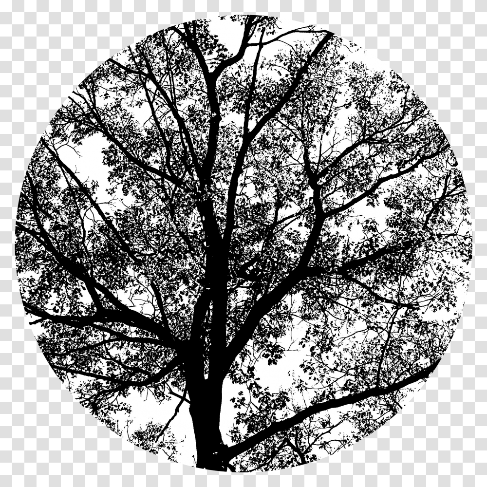 Monochrome, Tree, Plant, Diamond, Gemstone Transparent Png