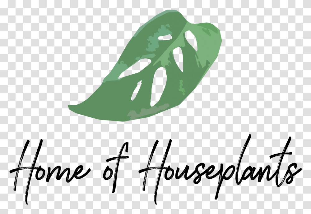 Monstera Adansonii Download House Plants Logo, Vegetable, Food, Seed, Grain Transparent Png