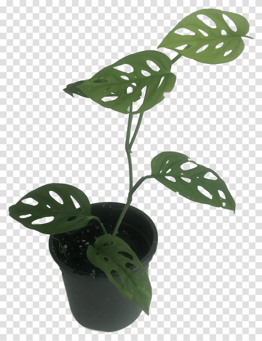 Monstera Adansonii Leaf, Plant, Bird, Animal, Flower Transparent Png