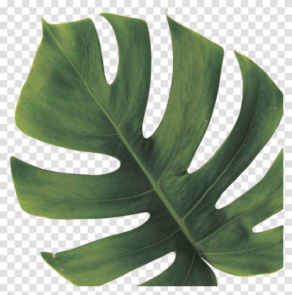 Monstera Deliciosa Download Monstera Deliciosa Leaf, Plant, Veins, Fern, Green Transparent Png