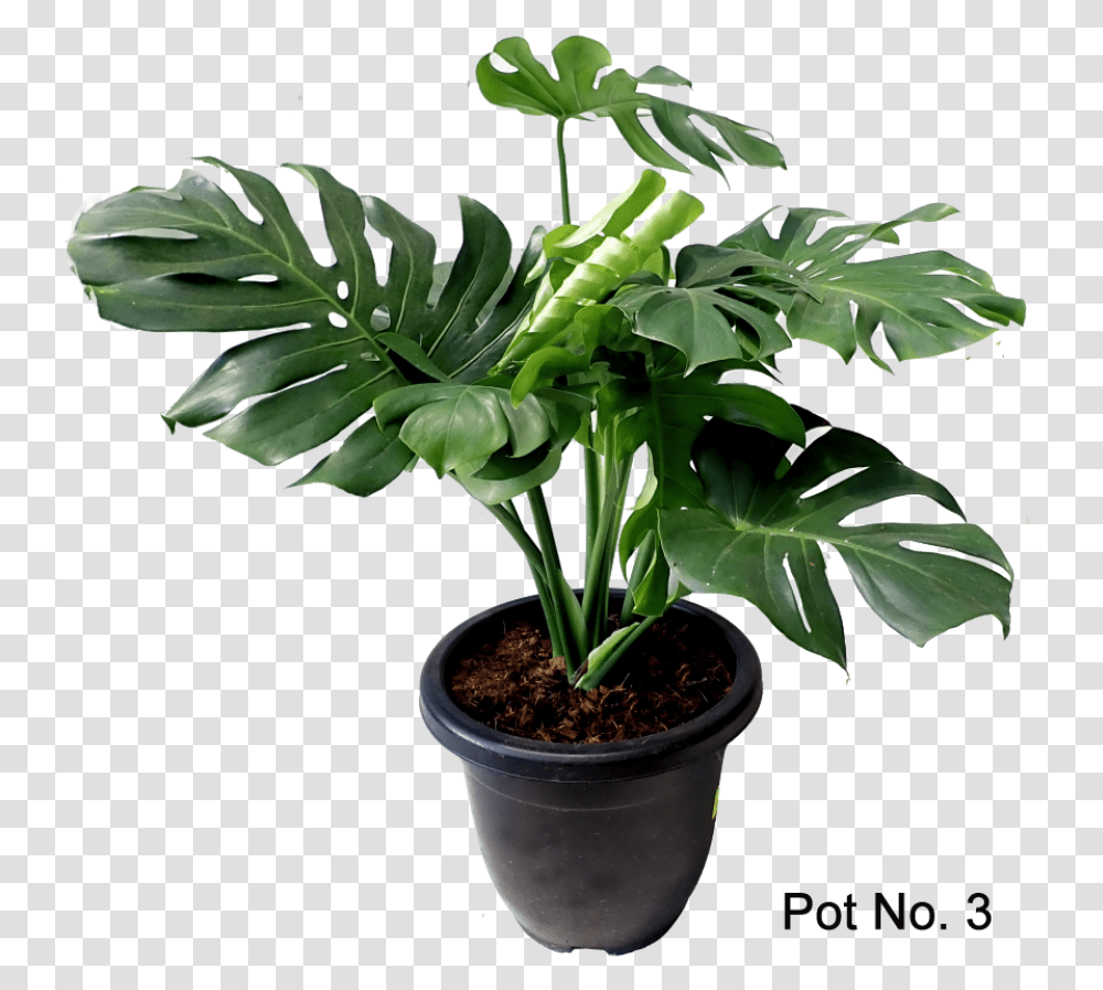 Monstera Deliciosa Houseplant, Tree, Palm Tree, Arecaceae, Leaf Transparent Png