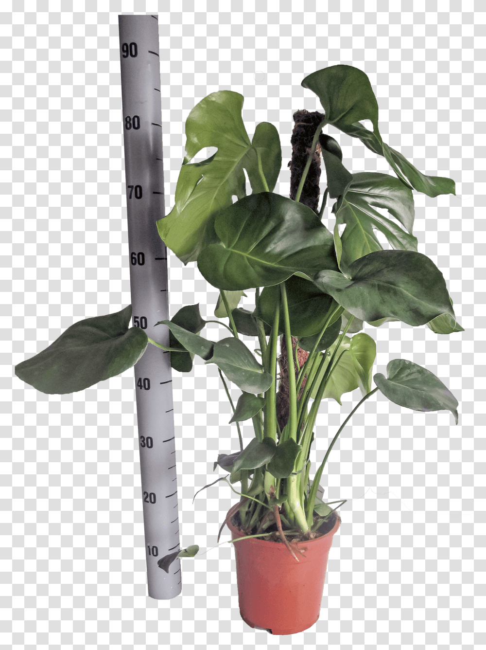 Monstera Deliciosa In Pot With 17 Cm Diameter Swiss Cheese Plant, Leaf, Vegetable, Food, Produce Transparent Png
