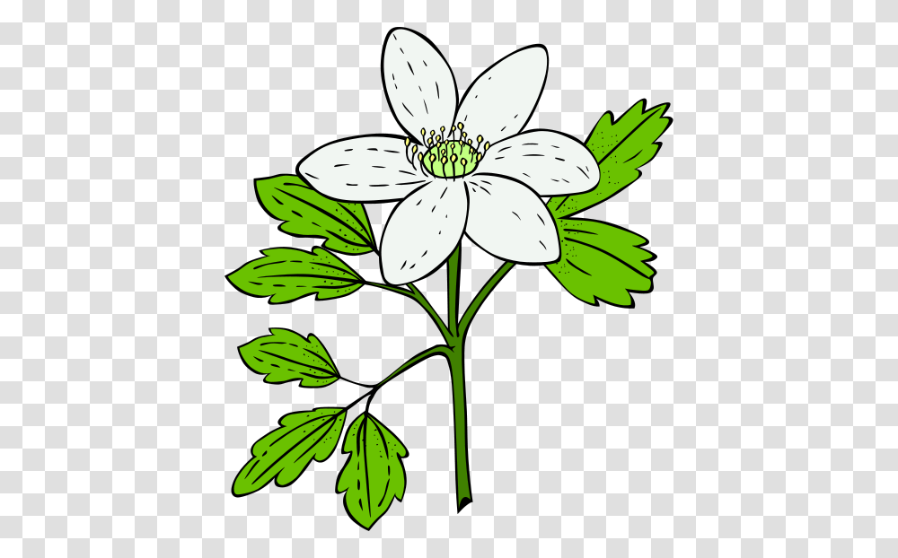 Monstera Leaf Clipart Risunki Dlia Plazmy, Plant, Flower, Blossom, Lily Transparent Png