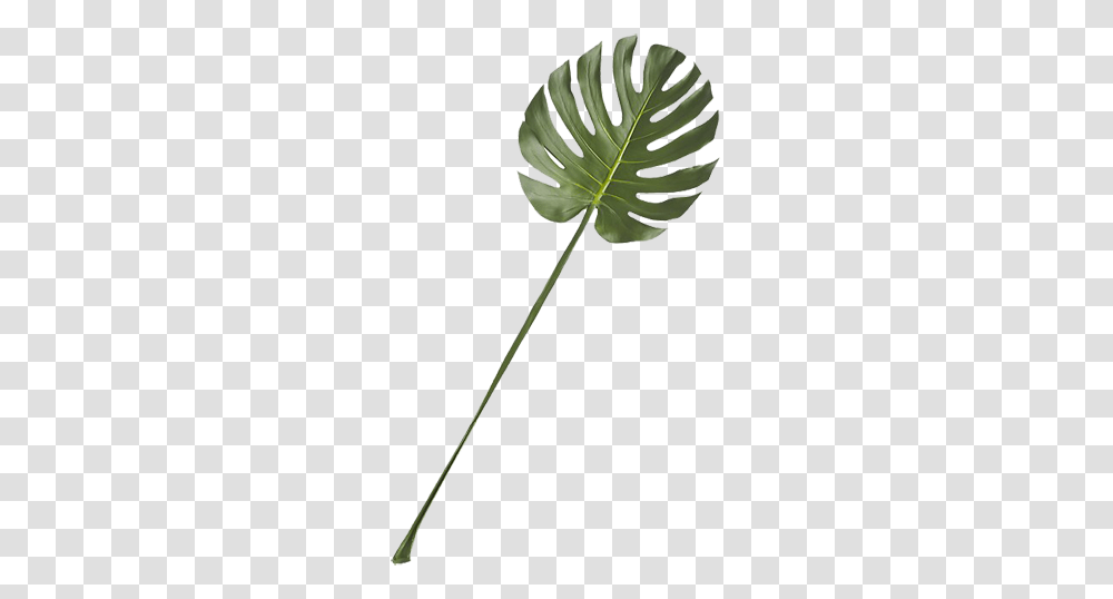Monstera Leaf Decorist, Plant, Green, Tree, Vegetation Transparent Png