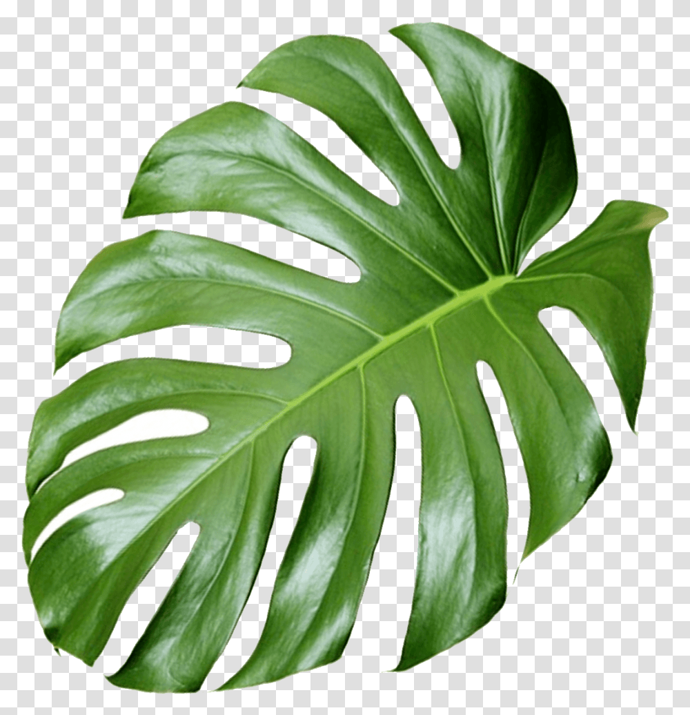 Monstera Leaf Hd Monstera Leaf Background, Plant, Vegetation, Tree, Green Transparent Png