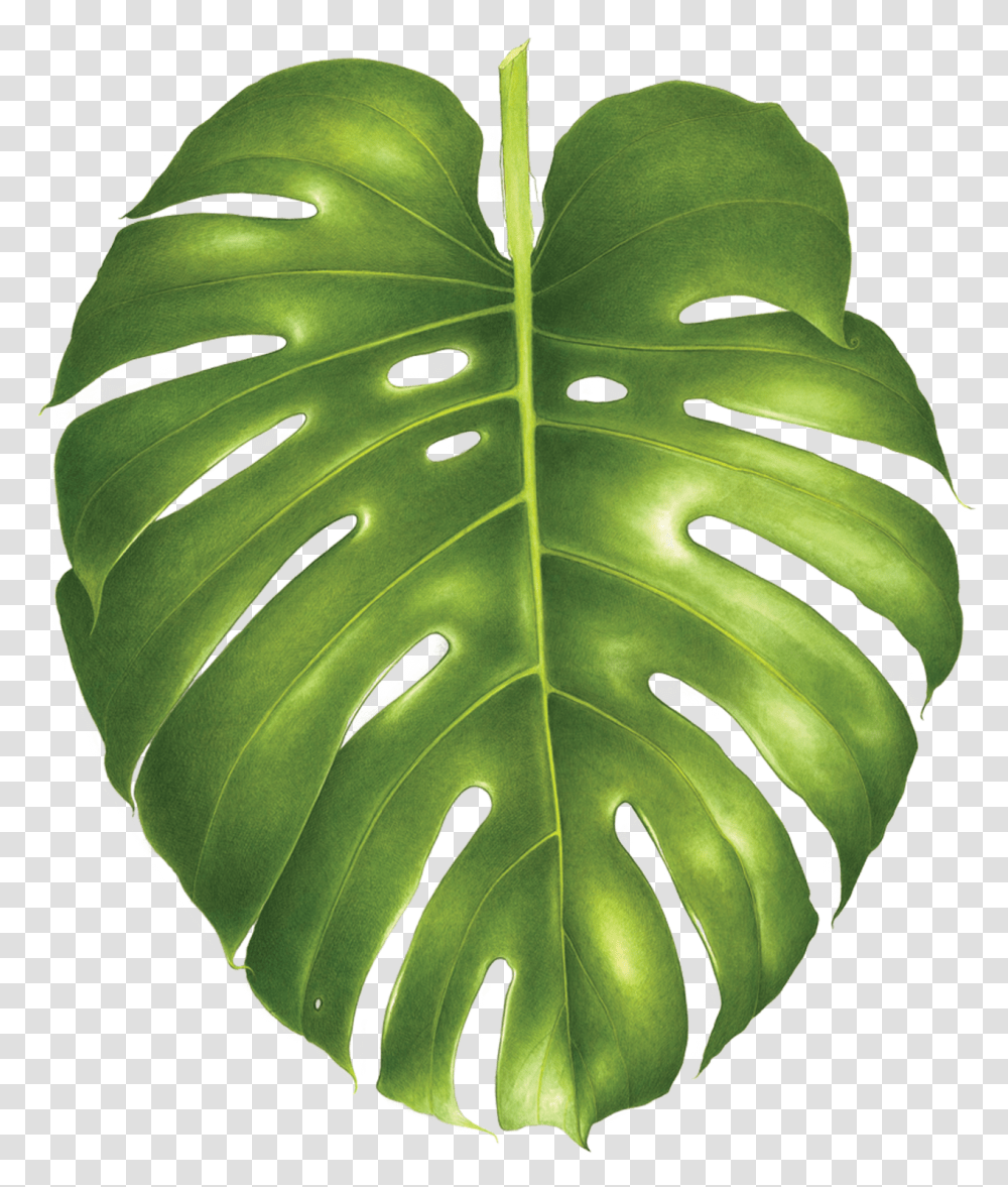 Monstera Leaf Philodendron, Plant, Green, Veins, Droplet Transparent Png