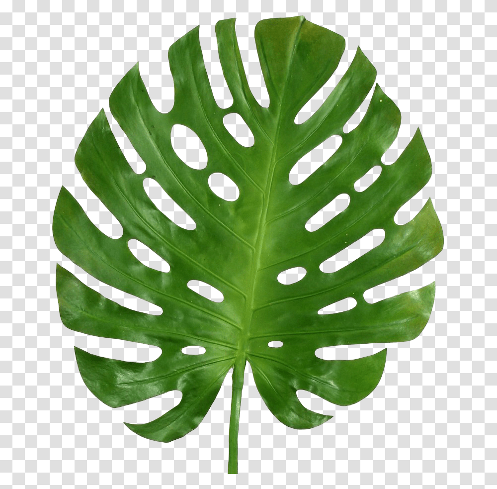 Monstera Leaf, Plant, Green, Veins, Pineapple Transparent Png