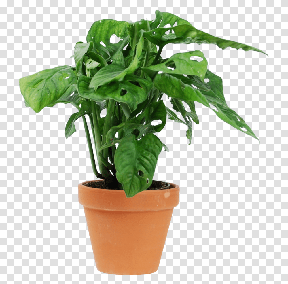 Monstera Monkey Mask Houseplant, Leaf, Pot, Hemp Transparent Png