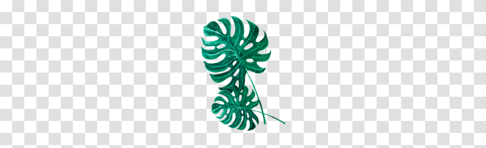 Monstera Palm Leaf, Plant, Green, Fern, Droplet Transparent Png