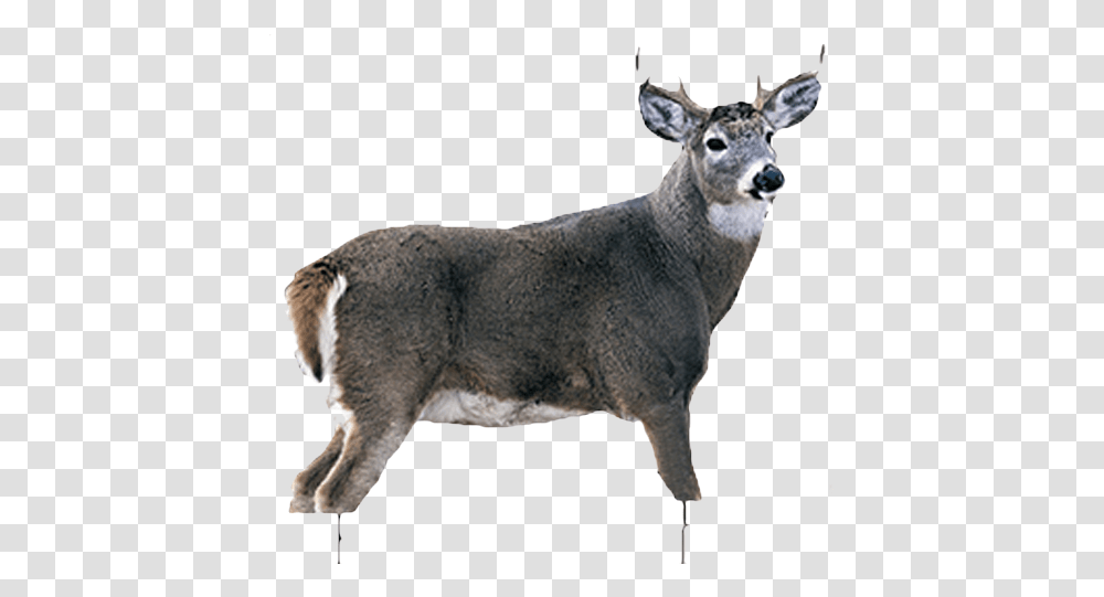 Montana Decoy Whitetail Buck White Tail Buck, Deer, Wildlife, Mammal, Animal Transparent Png