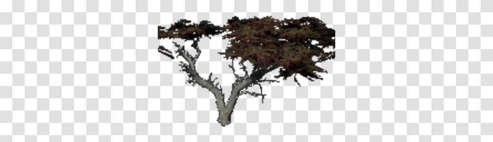 Monterey Cypress Fragmented Wikia Fandom Oak, Plant, Cross, Symbol, Tree Transparent Png