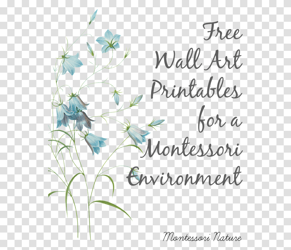 Montessori Classroom Wall Art, Plant, Flower, Blossom, Acanthaceae Transparent Png