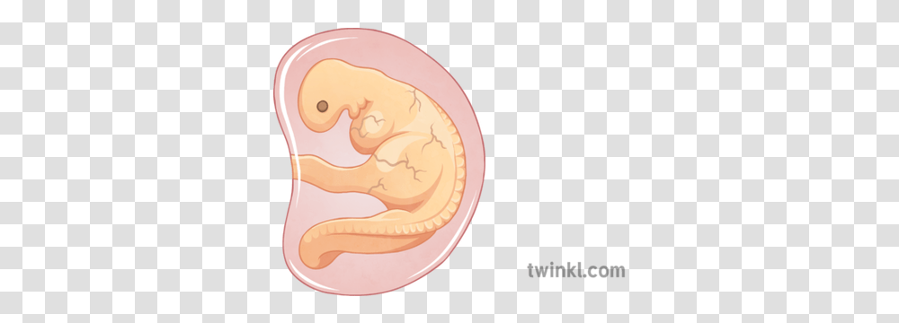 Month Embryo 2 Illustration Embryo 1 Month, Ear, Coin, Money Transparent Png