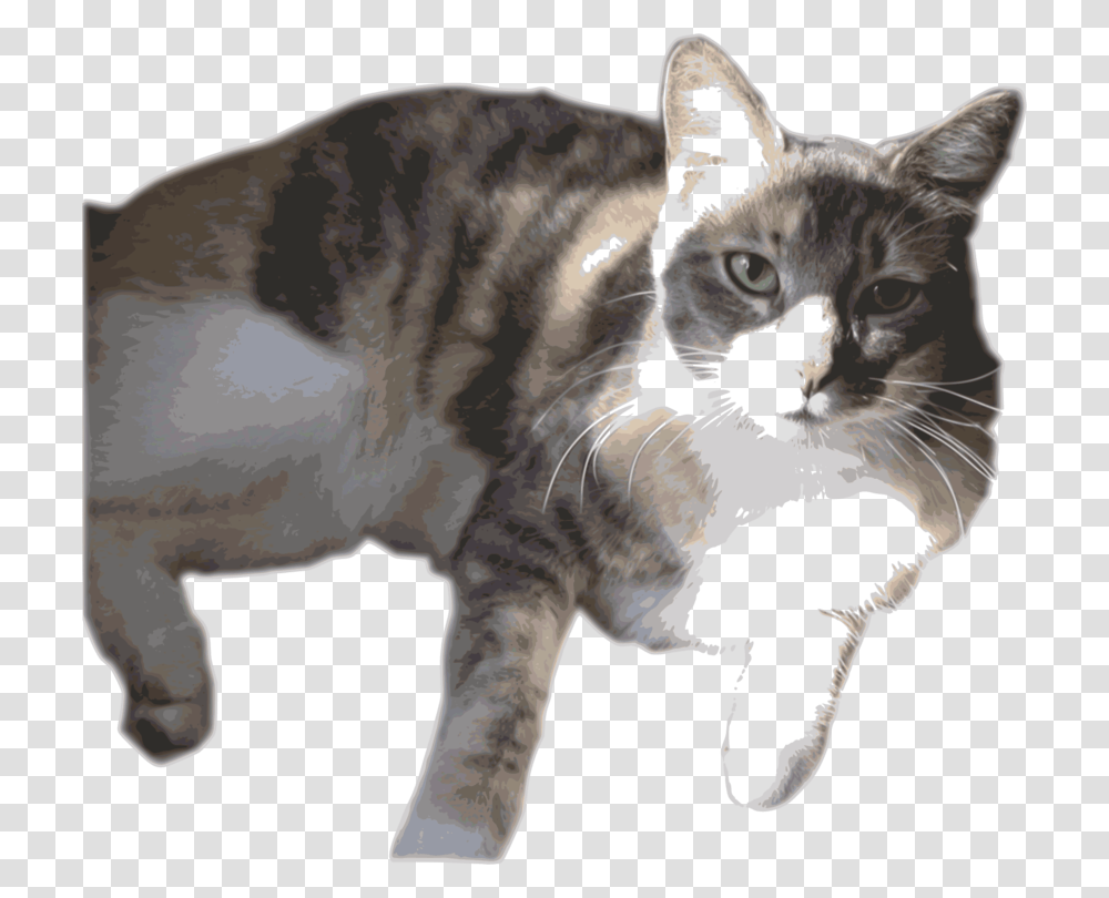 Months Clipart Calico Cat, Manx, Pet, Mammal, Animal Transparent Png