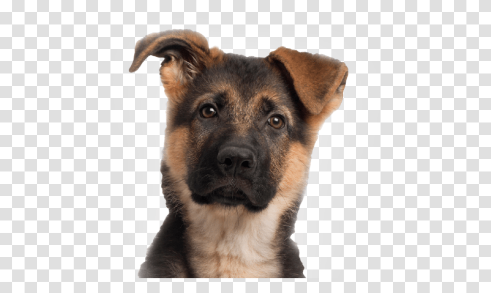Months German Shepherd Puppy Download Dog With Cat Body, Pet, Canine, Animal, Mammal Transparent Png
