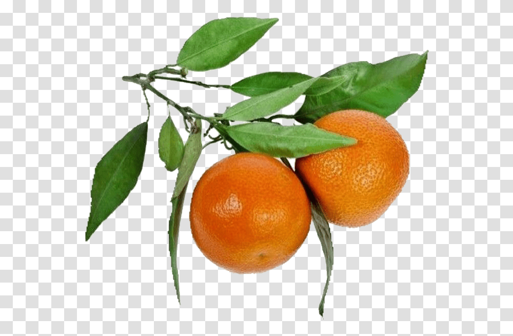 Moodboard Aesthetic Niche Polyvore Sticker By Yogurt Oranges Aesthetic, Plant, Citrus Fruit, Food, Grapefruit Transparent Png