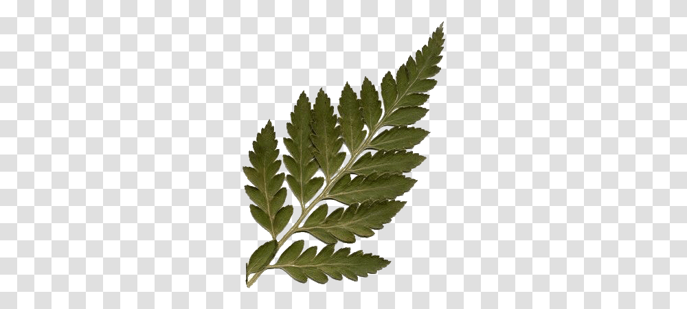 Moodboard Filler, Leaf, Plant, Tree, Green Transparent Png
