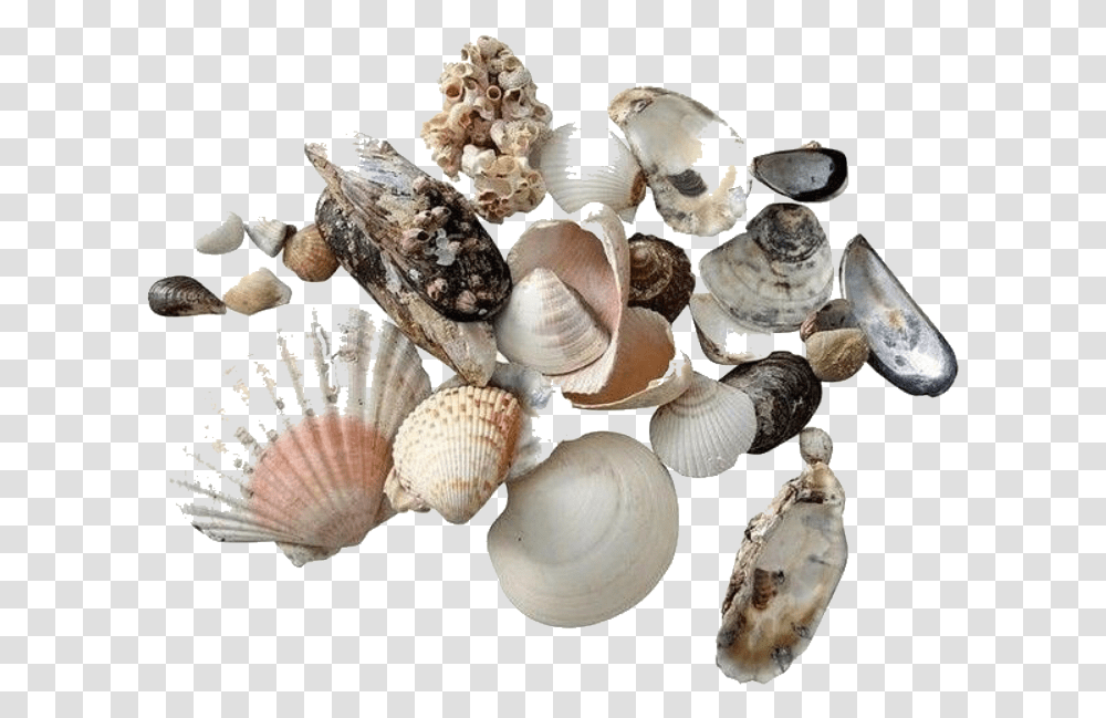 Moodboard Stickers Seashells Sea Shells Summer Shells, Fungus, Clam, Invertebrate, Sea Life Transparent Png