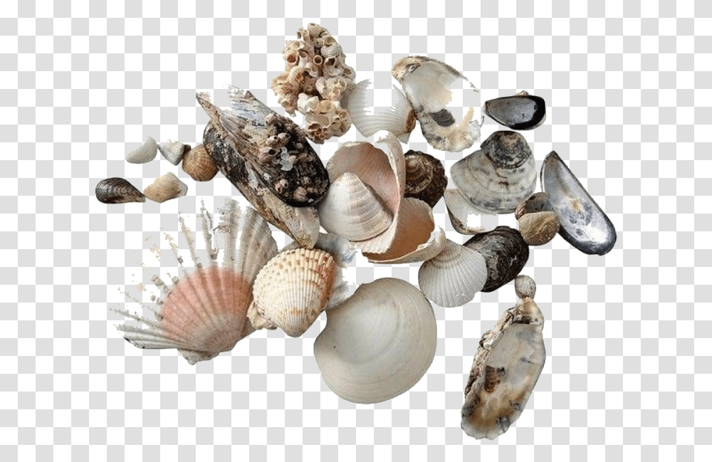 Moodboard Stickers Seashells Sea Sticker By Yogurt Shells, Fungus, Clam, Invertebrate, Sea Life Transparent Png