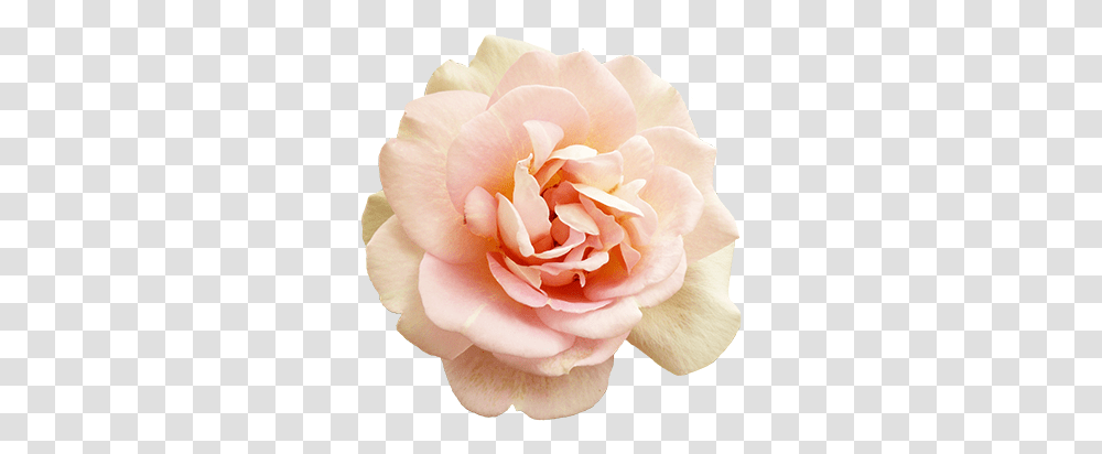 Moodboard - Lilly Pink Roses, Plant, Flower, Blossom, Petal Transparent Png