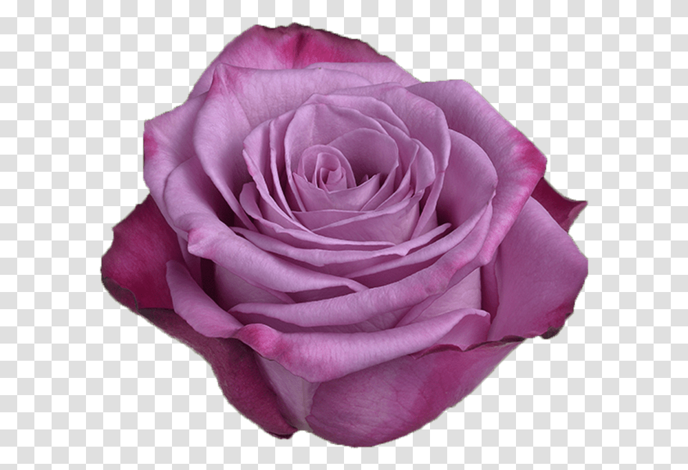 Moody Blue Multicolor Purple Rose Rose, Flower, Plant, Blossom, Petal Transparent Png