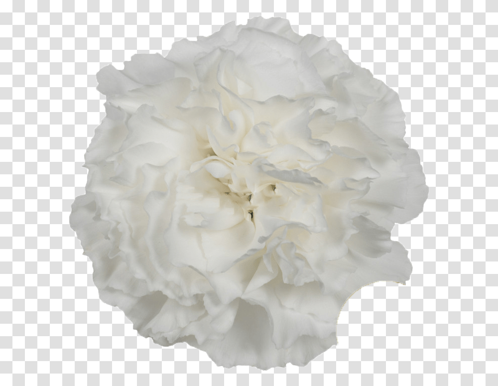 Moon Light Bright White Carnation Hydrangea, Plant, Flower, Blossom, Rose Transparent Png