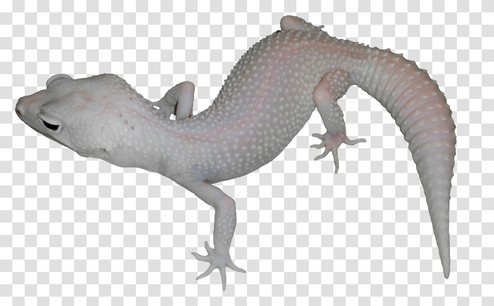 Moonlight Alligator Lizard, Gecko, Reptile, Animal, Bird Transparent Png