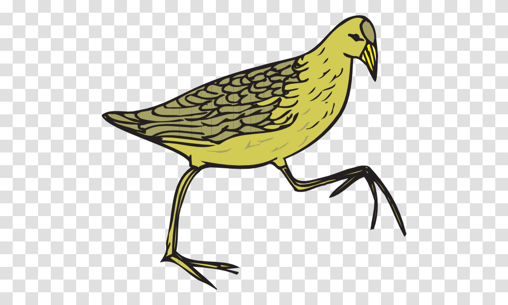 Moorhen Clip Art, Beak, Bird, Animal, Quail Transparent Png