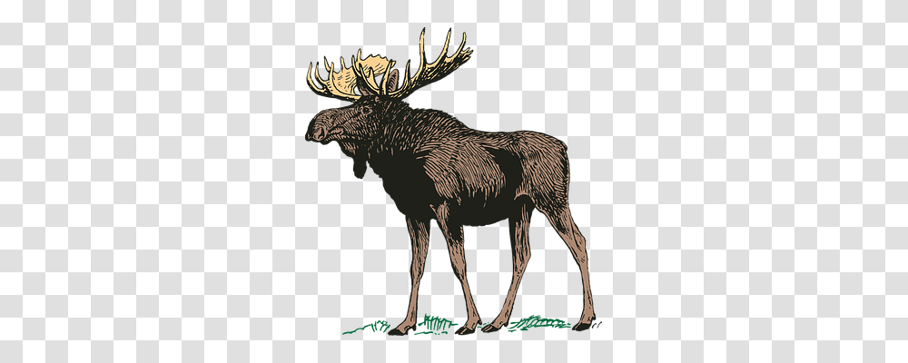 Moose Nature, Animal, Mammal, Wildlife Transparent Png